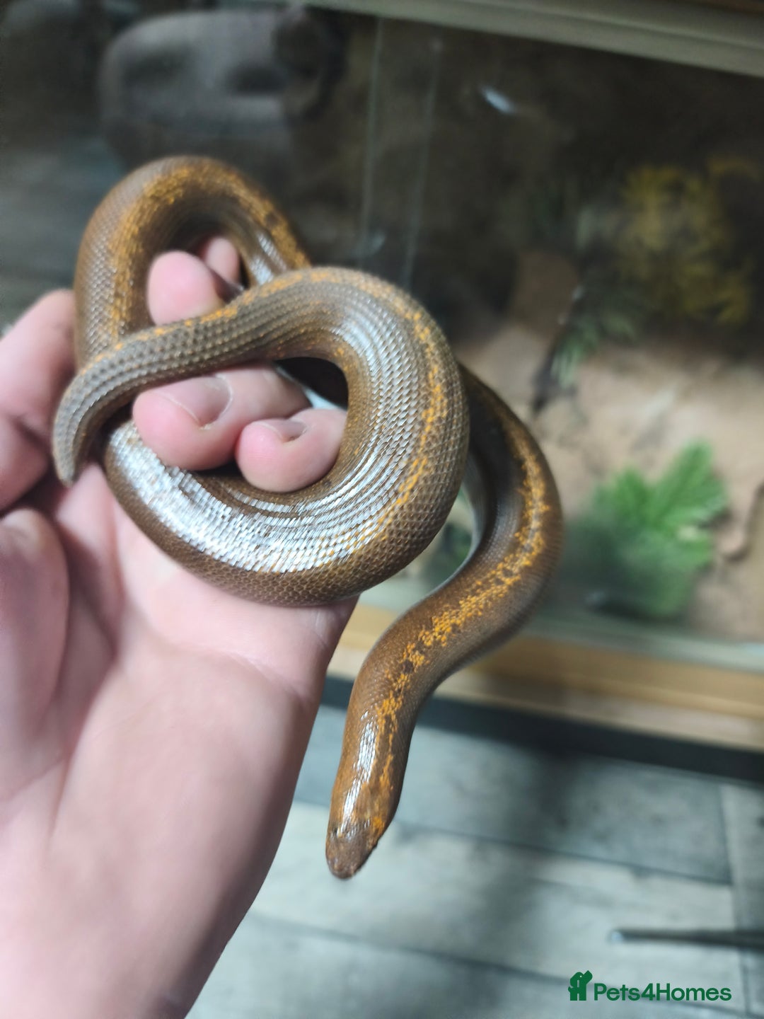 Boa Snake reptiles for sale: Stripe Het Anery Adult Male Kenyan Sand Boa - Advert 4