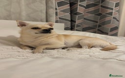 Chihuahua dogs for stud: Male chihuahua  - Image 6