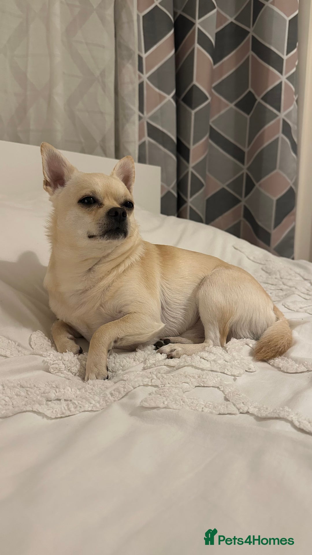 Chihuahua dogs for stud: Male chihuahua  - Image 6