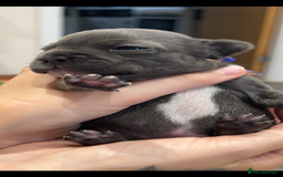 French Bulldog dogs for sale: 2 French bull dog puppies  - Image 16