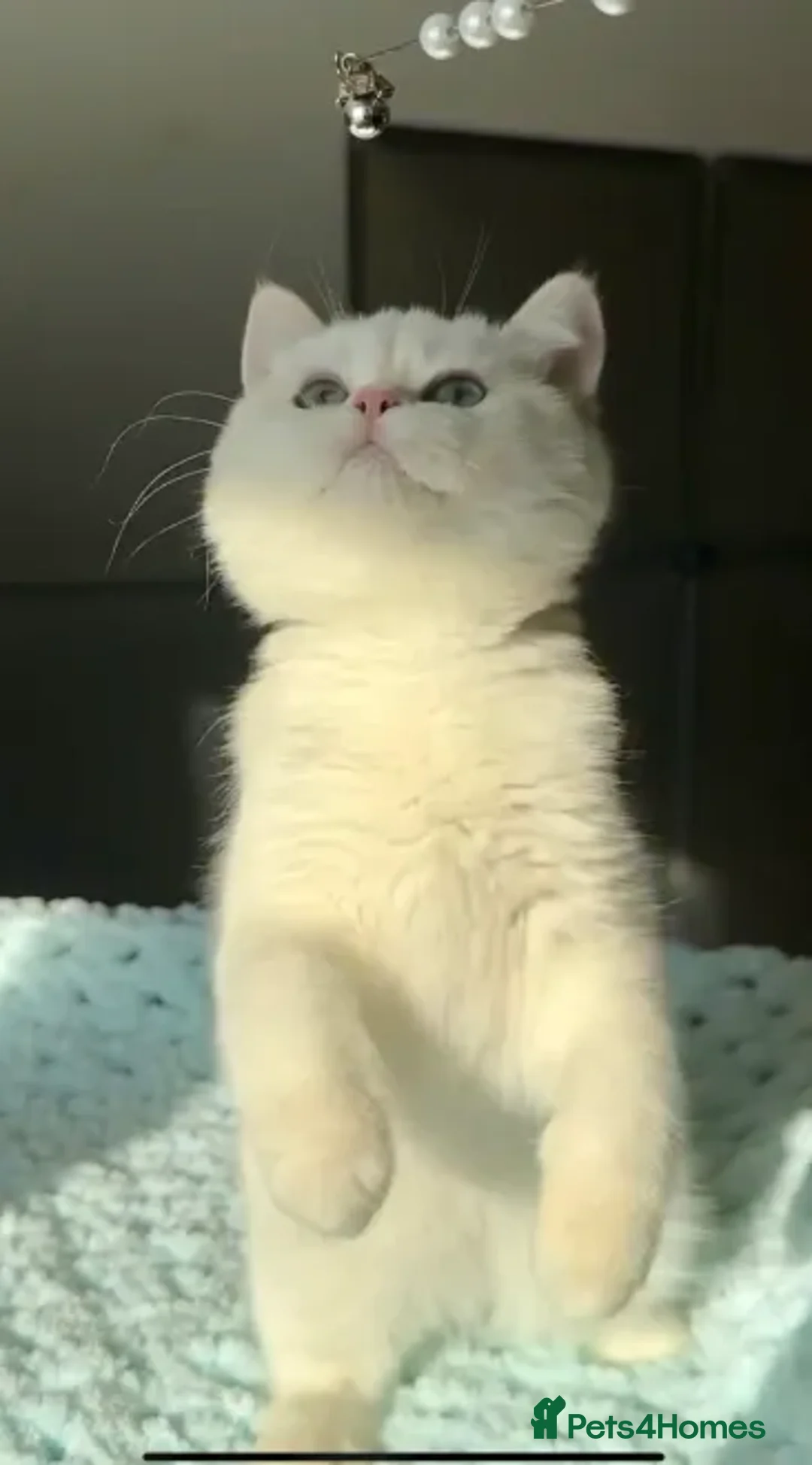 British Shorthair cats for sale: British Shorthair BSH Black Golden Chinchilla CP - Advert 4