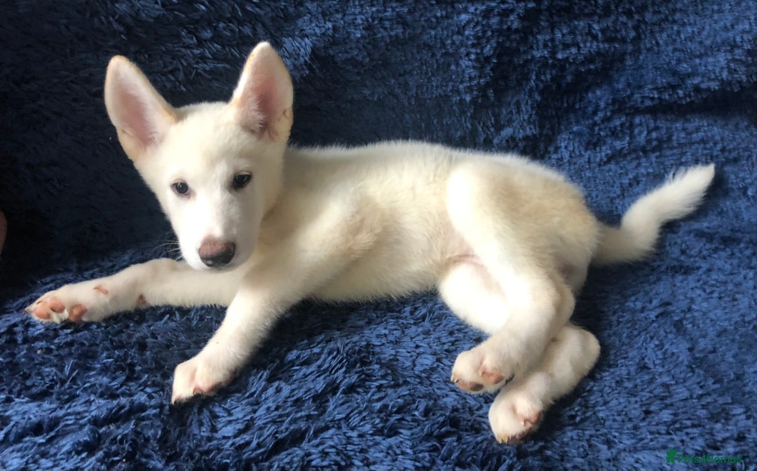 Mixed Breed dogs for sale: **REDUCED** READY NOW! Japanese Akita Puppies - Image 5