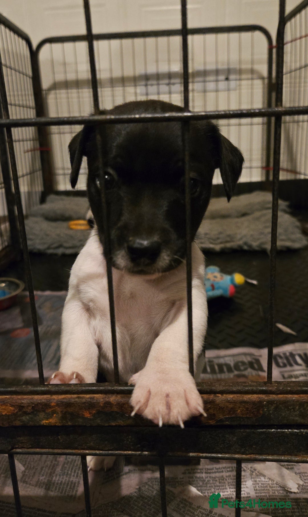 Jack Russell dogs for sale: 2 boys & 1 girl left, Ready & available from today - Image 13