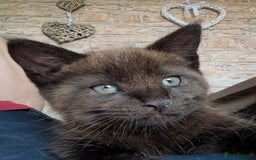 Maine Coon cats for sale: Maine Coon X kittens - Image 16