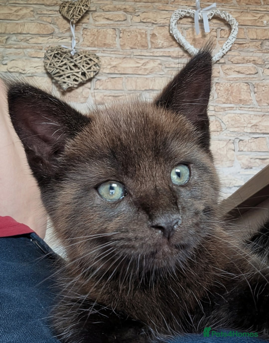 Maine Coon cats for sale: Maine Coon X kittens - Image 16