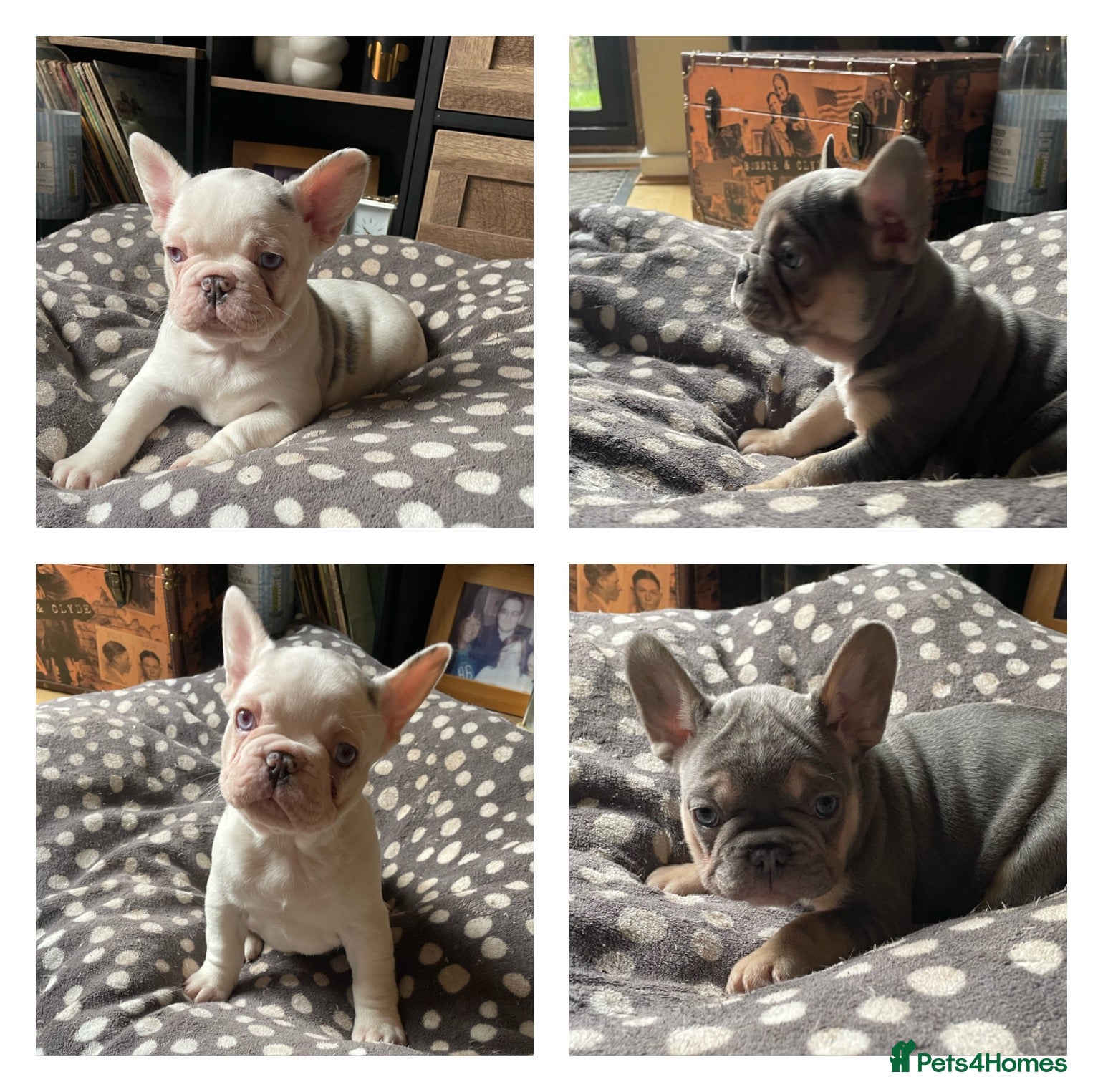 French Bulldog dogs Husky Fluffy Frenchies 🐶  - Advert 16