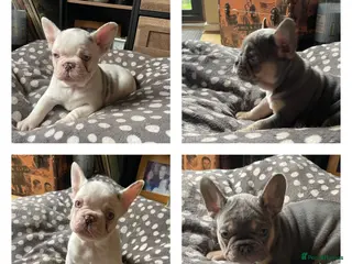 French Bulldog dogs Husky Fluffy Frenchies 🐶 - Advert 16