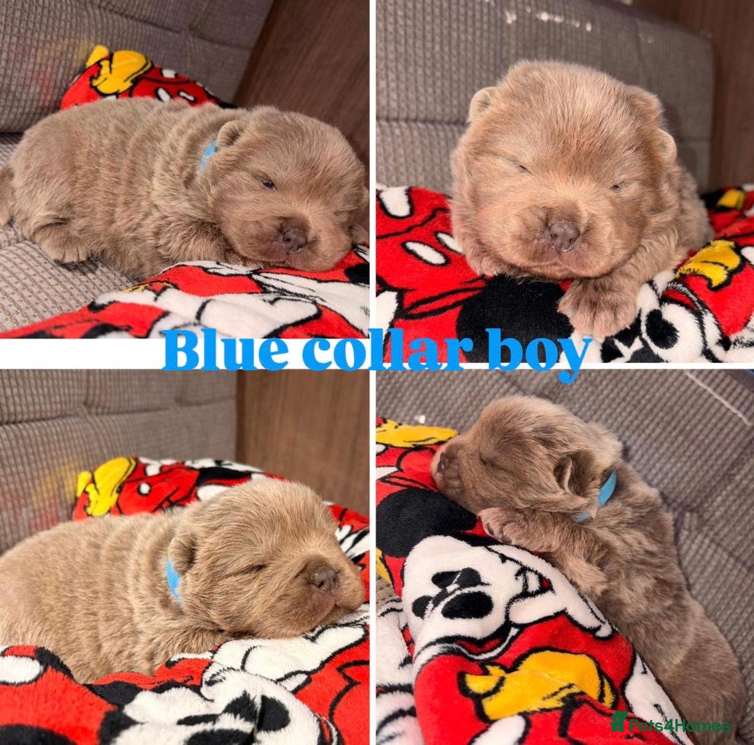 Chow Chow dogs for sale: Merle Full Pedigree Chow Chow Puppies  - Advert 8