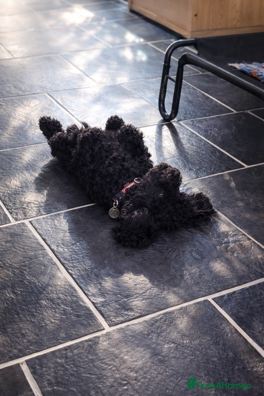 Toy Poodle dogs Beautiful Small Toy – Fantastic Temperament - Advert 14