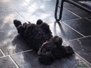 Toy Poodle dogs Beautiful Small Toy – Fantastic Temperament - Advert 11