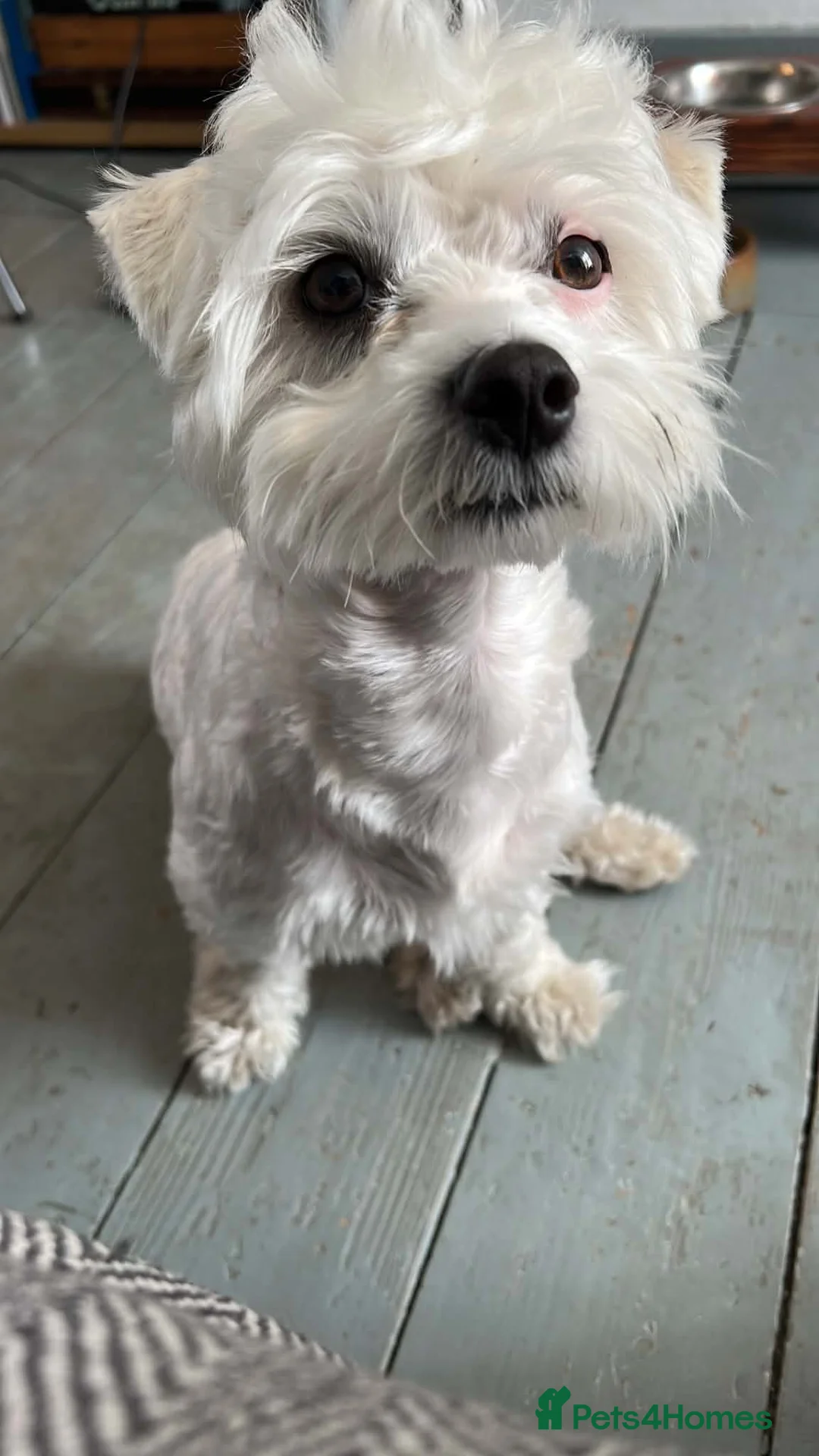 Maltipoo dogs for stud: Lord Yuki Smoosh - Advert 7