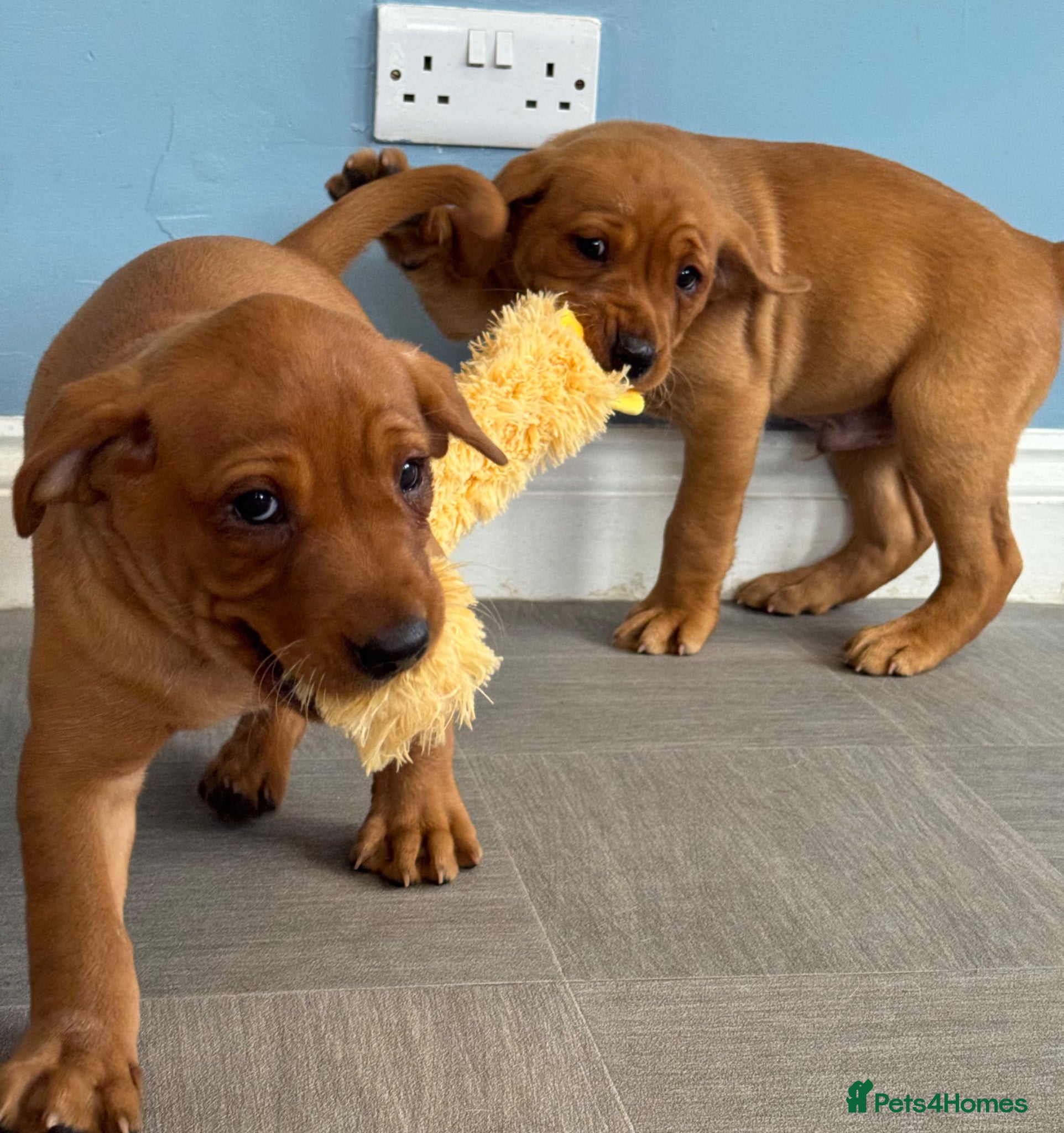 Labrador Retriever dogs Wonderful KC Litter Fox Red Labradors  - Advert 2