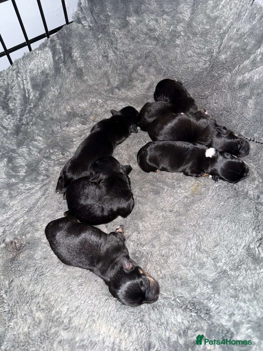 Mixed Breed dogs for sale: Beautiful Jack X Chihuha litter  - Image 14