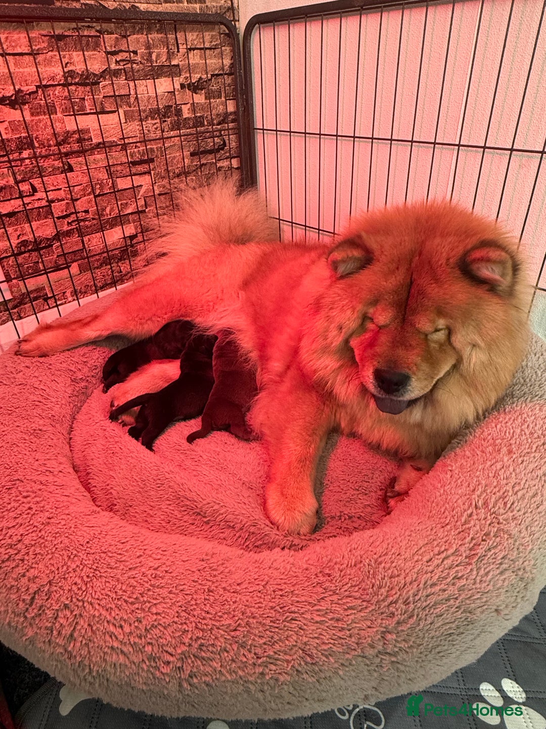 Mixed Breed dogs for sale: Chowbull pups for sale - Image 2