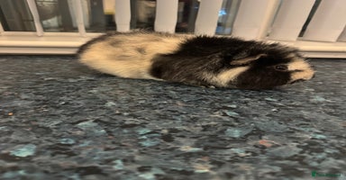 Guinea Pig rodents Stunning male  guinea pig  - Advert 9