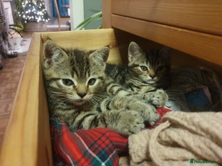 Mixed Breed cats Half Scottish fold kittens ready now 😸 - Advert 4