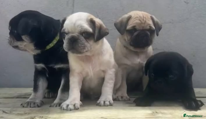 Pug dogs Kc registered pug puppies for sale - Advert 1