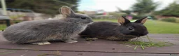 Netherland Dwarf rabbits for sale: Netherland dwarf £100 each - Advert 8