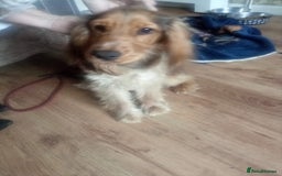 Cocker Spaniel dogs for sale: Cocker spaniel  - Image 2