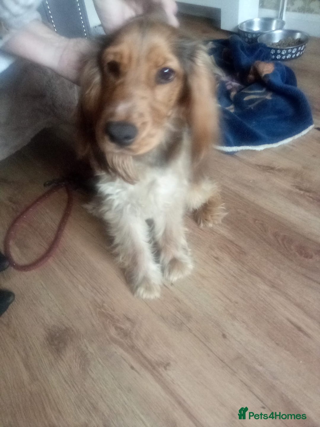 Cocker Spaniel dogs for sale: Cocker spaniel  - Image 2