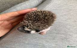 Pygmy Hedgehog rodents for sale: Pygmy Hedgehogs - Babies & Older hogs Available - Image 5