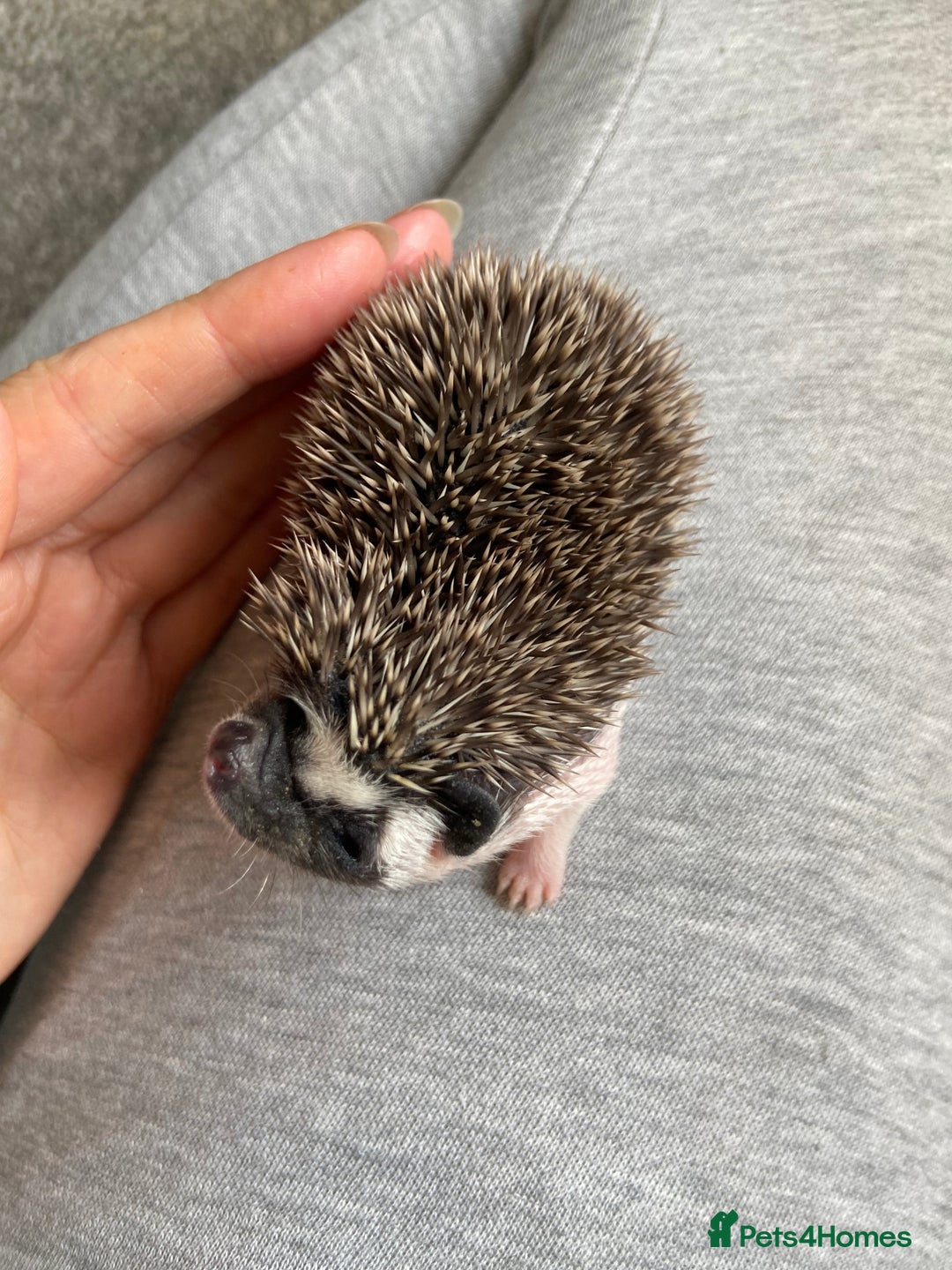 Pygmy Hedgehog rodents for sale: Pygmy Hedgehogs - Babies & Older hogs Available - Image 5