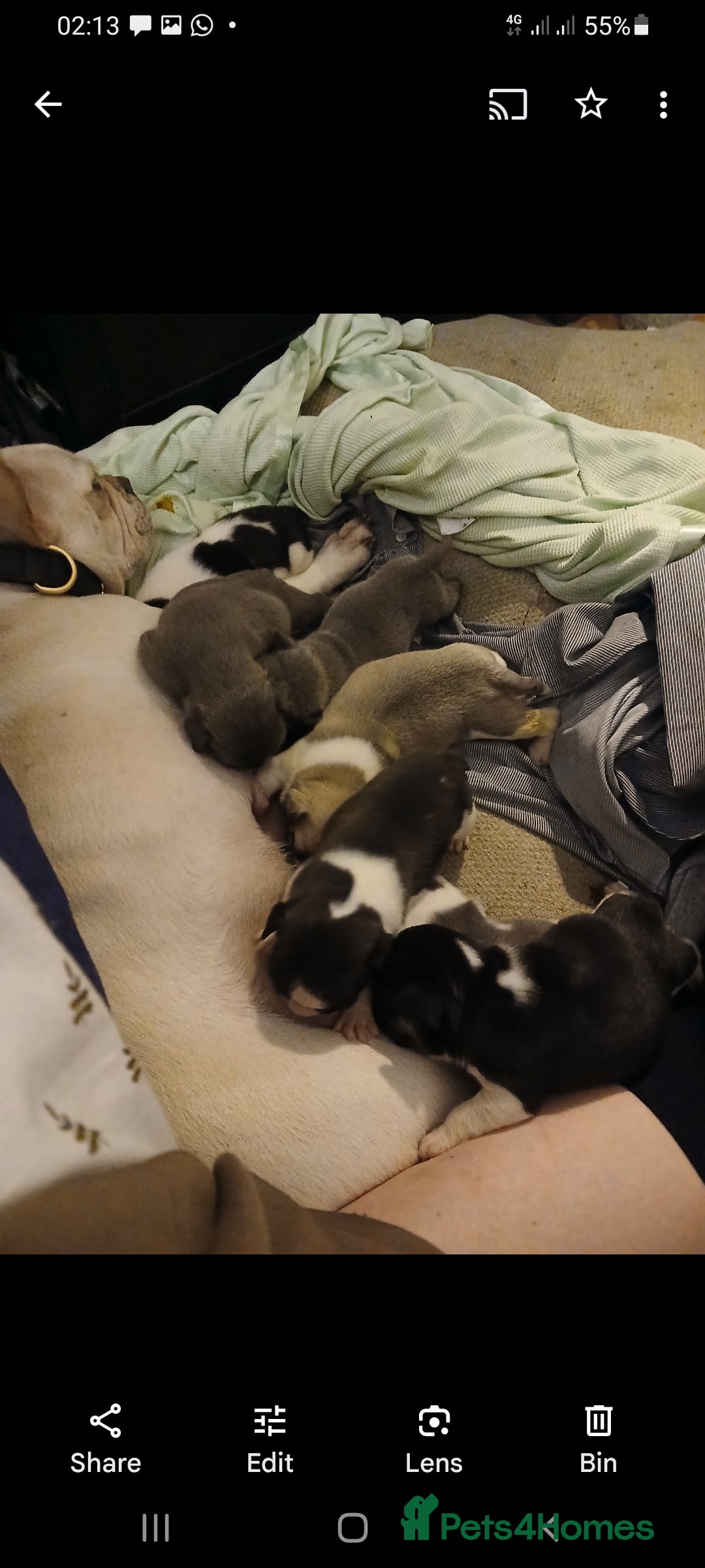 French Bulldog dogs for sale: French bulldog pups 07495497432 - Image 9