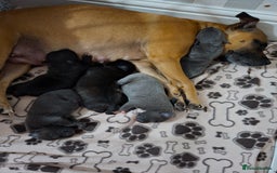 Staffordshire Bull Terrier dogs for sale: Staffy pups ready 26th august 2 brindle 3 blue - Image 1