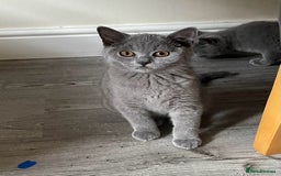 British Shorthair cats for sale:  Gorgeous  pedigree Bsh kittens Ready now  - Image 11