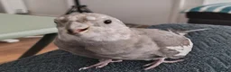 Cockatiels birds for sale: Male cockatiel  - Advert 10