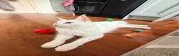 Maine Coon cats for sale: White blue eyes maine coon - Advert 7