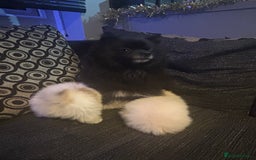 Pomeranian dogs for sale: 2 beautiful Pomeranian puppies  - Advert 2