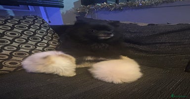 Pomeranian dogs 2 beautiful Pomeranian puppies  - Advert 7