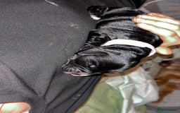 Cocker Spaniel dogs for sale: Cockers for sale  - Advert 7