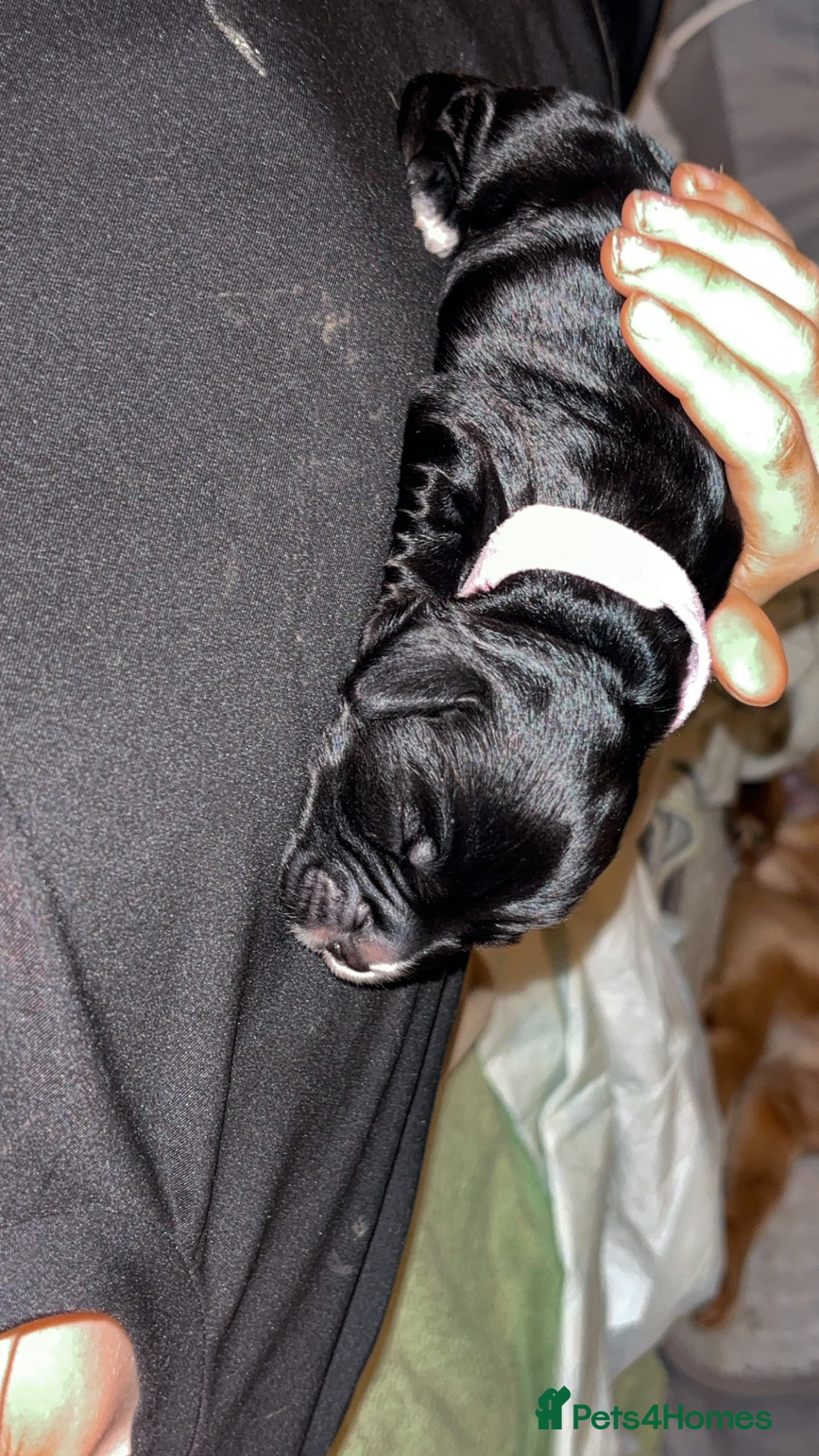 Cocker Spaniel dogs for sale: Cockers for sale  - Advert 7