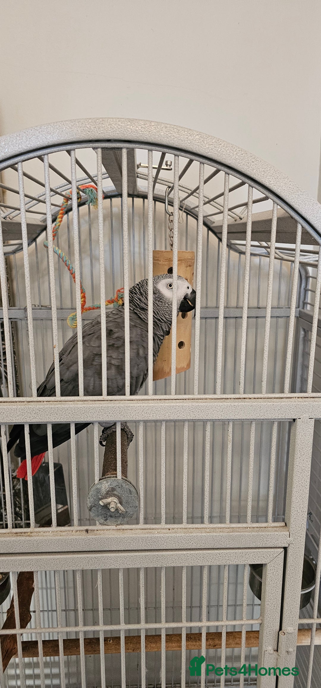 Parrots birds for sale: African grey  - Image 3