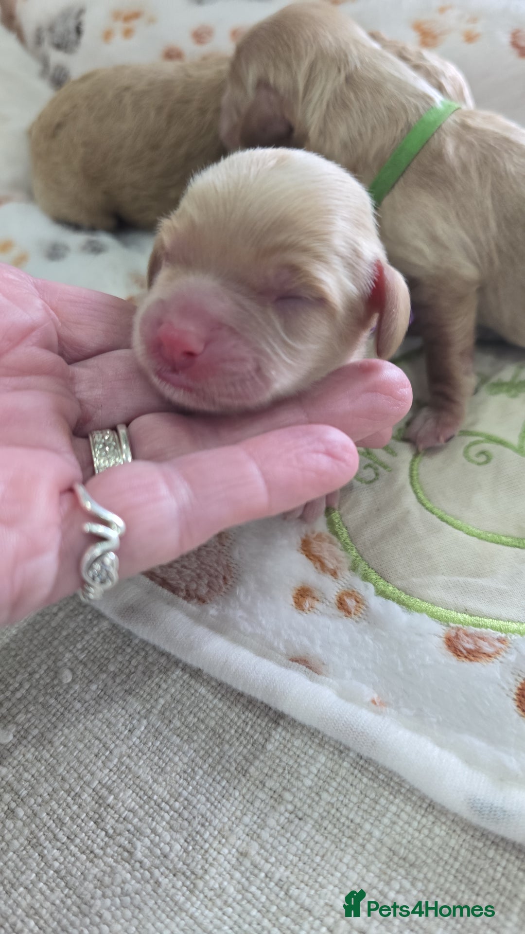 Cockapoo dogs for sale:  Toy cockerpoo health tested licensed Breeder  - Advert 10