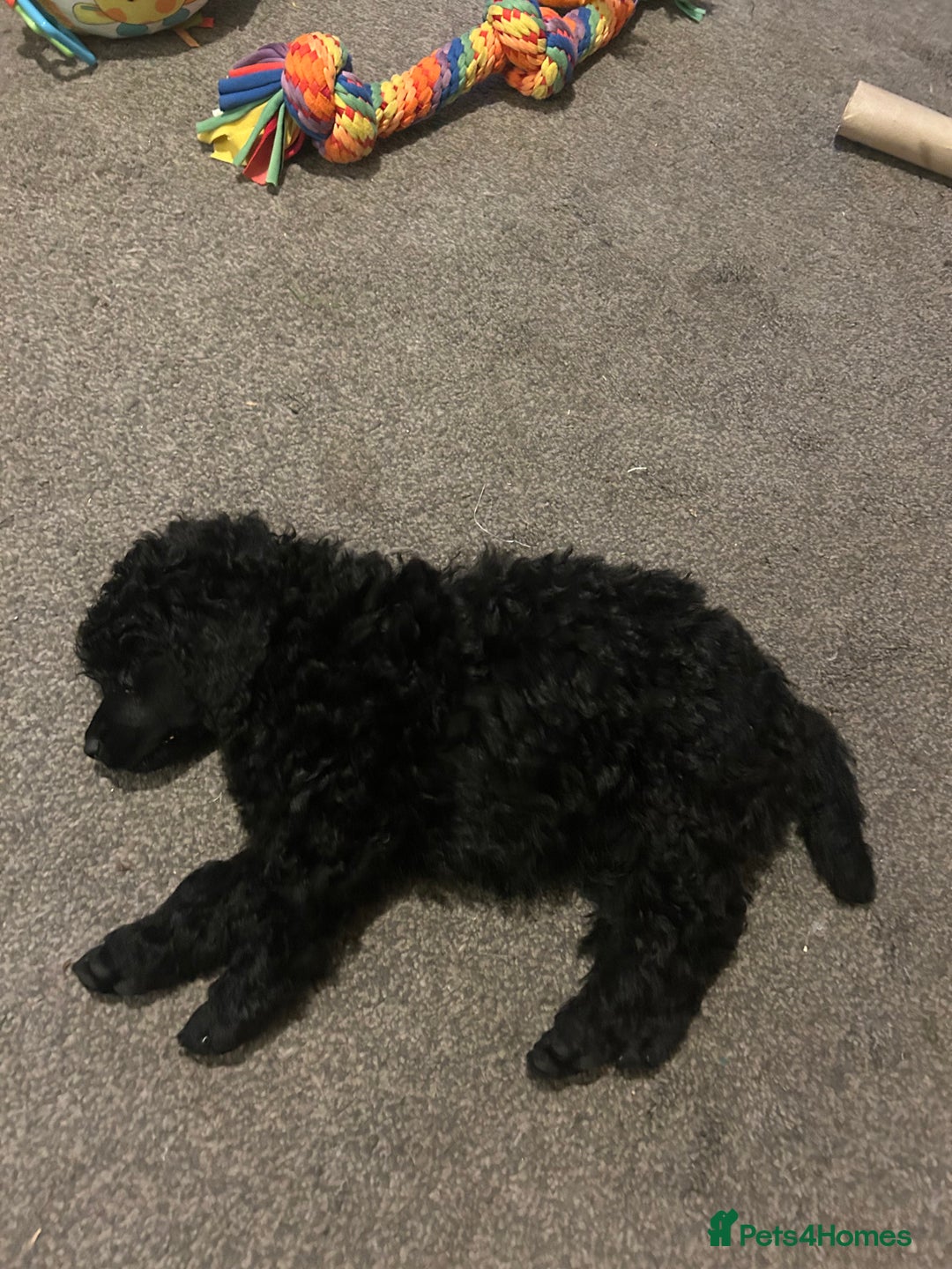 Miniature Poodle dogs for sale: Show quality male poodle  - Image 5