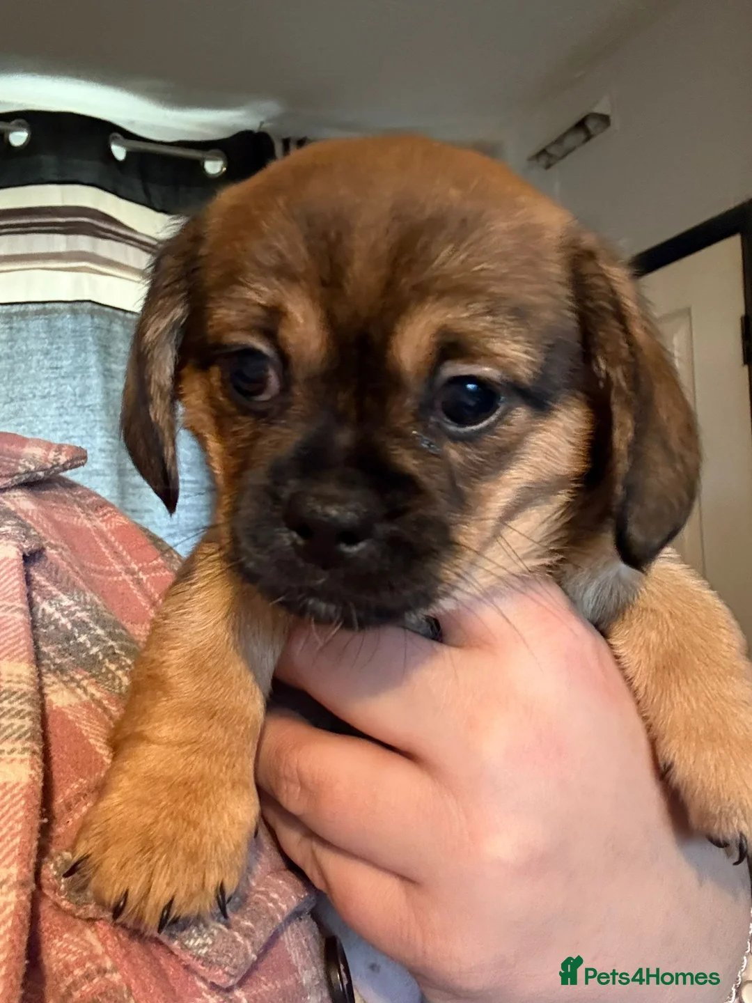 Mixed Breed dogs for sale: Dachshund x Pekingese puppy  - Advert 2