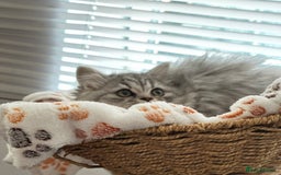 British Longhair cats for sale: British Long Hair Kittens - Image 18