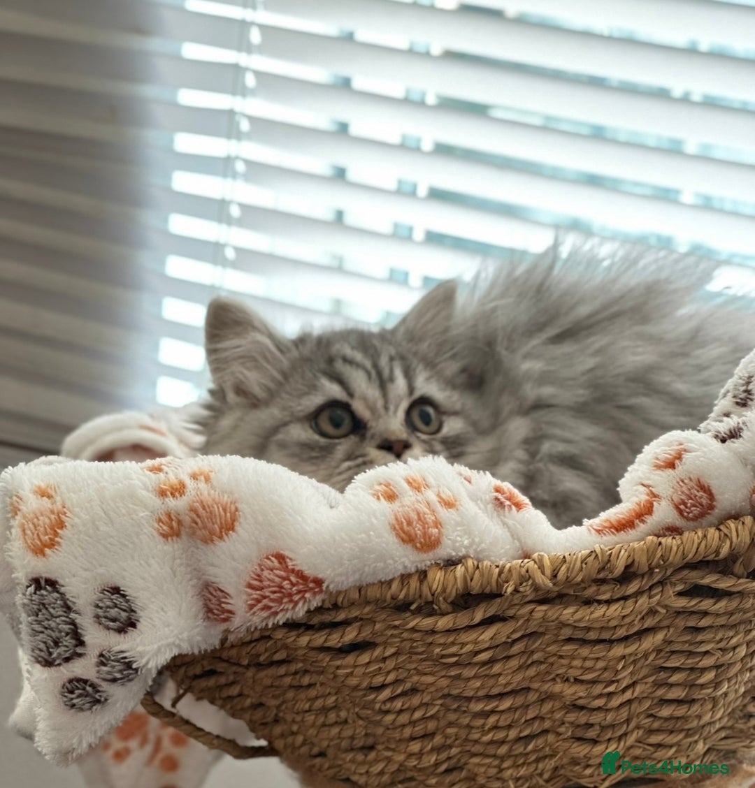 British Longhair cats for sale: British Long Hair Kittens - Image 18