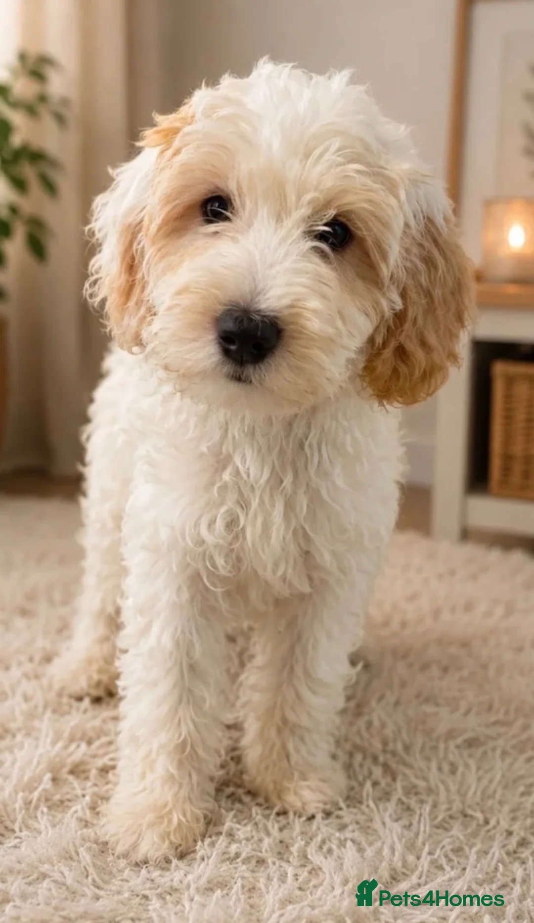 Australian Labradoodle dogs for sale: Beautiful Labradoodle Puppy  - Advert 4