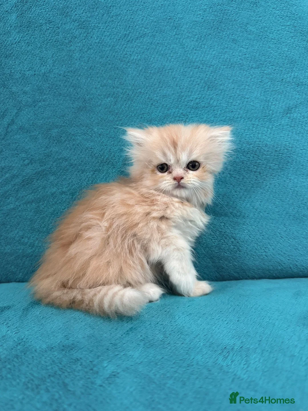 Persian cats for sale: ❤️ Persian Kittens Ready Now | Buckinghamshire ❤️ - Advert 6