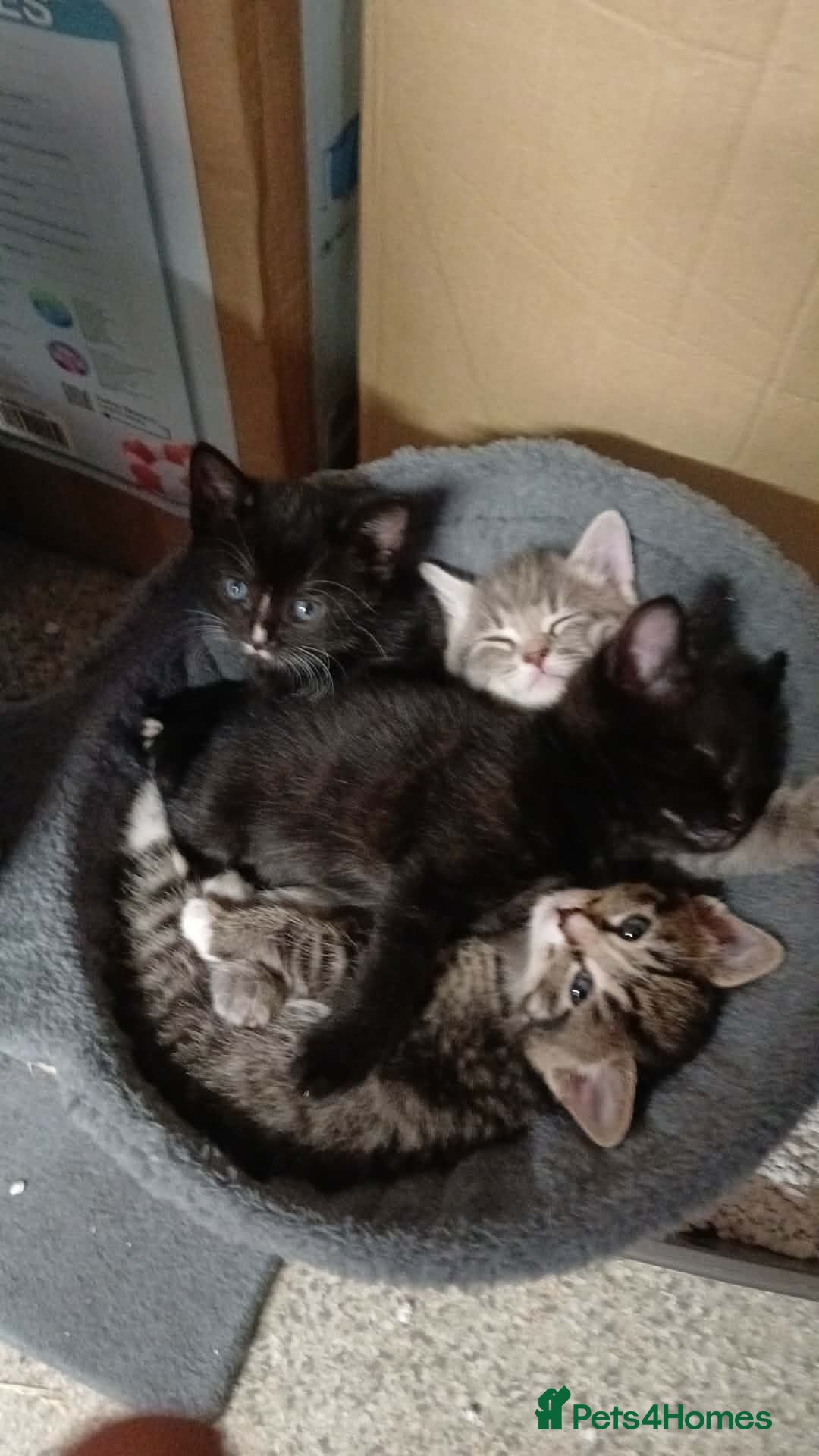 Domestic Shorthair cats Kittens for sale - Advert 1
