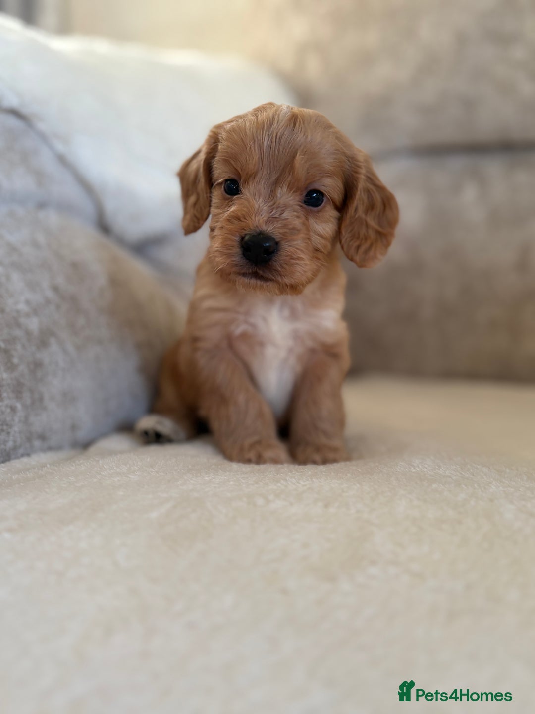 Cockapoo dogs for sale: F1 Cockapoo puppies - Advert 7