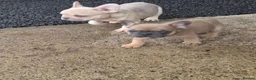 French Bulldog dogs for sale: French Bulldog KC Puppies - Advert 31
