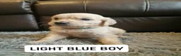 Golden Retriever dogs for sale: READY NOW🐾 PUREBRE GOLDEN RETRIEVER PUPPIES🐾 - Advert 8