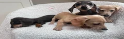 Miniature Dachshund dogs for sale: ***mini dachshund *** - Advert 7