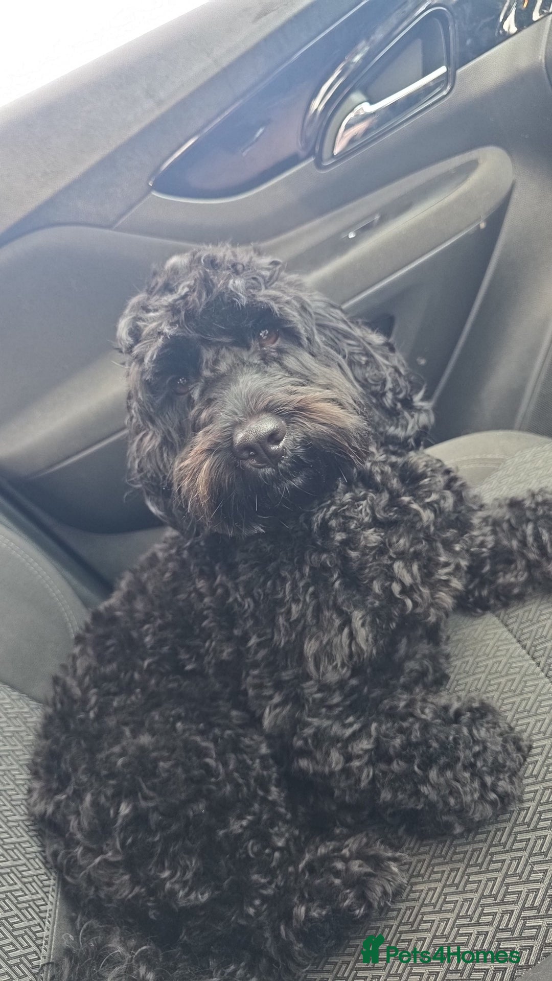 Mixed Breed dogs for stud: F2 Male Cockapoo for Stud.   - Advert 1