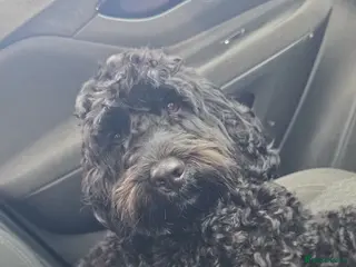 Mixed Breed dogs F2 Male Cockapoo for Stud. - Advert 1